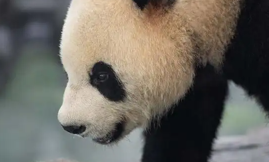 大熊猫为什么喜欢吃竹子(大熊猫为什么喜欢吃竹子)