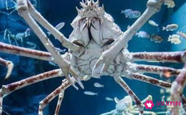 世界上最大的螃蟹王(世界上最大的螃蟹王变异)