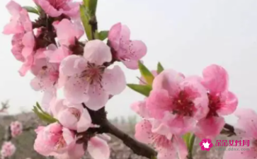 女人梦见满树桃花很美