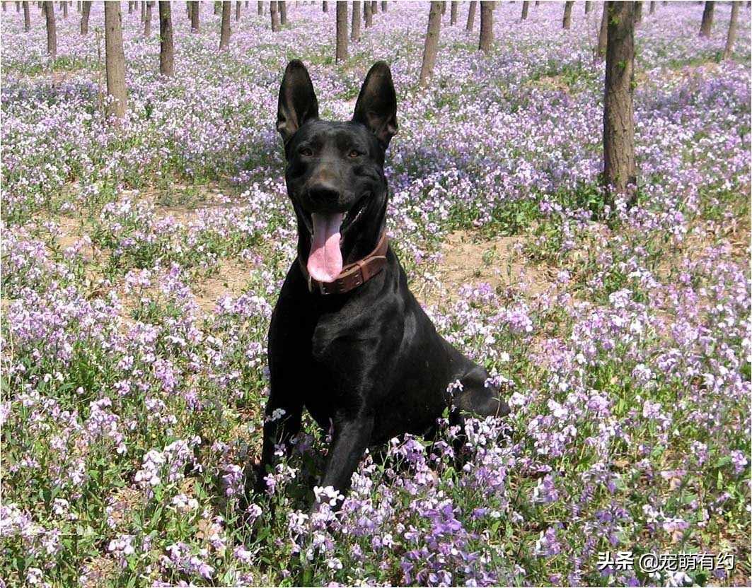 黑狼犬的优点和缺点(养黑狼犬十大坏处蘑菇宠医)