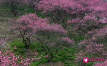 梅花的叶子(梅花的叶子是什么颜色的)