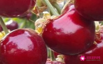 樱桃品种排名大樱桃新品种排名