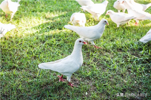 室内养殖小投资(养什么好养又赚钱不占地方)