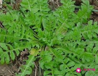 野芥菜(野芥菜的做法大全)