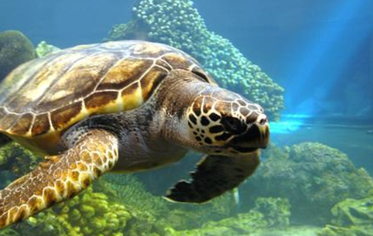 海龟是不是最长寿的海洋生物(海龟是不是最长寿的海洋生物)