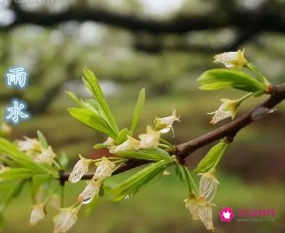 雨水节气民间风俗(雨水节气民间风俗图片)