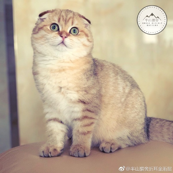 折耳猫什么颜色最贵(纯种的折耳猫会有遗传疾病吗)