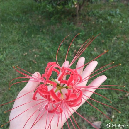 什么星座不能碰彼岸花(彼岸花用血喂养真的吗)