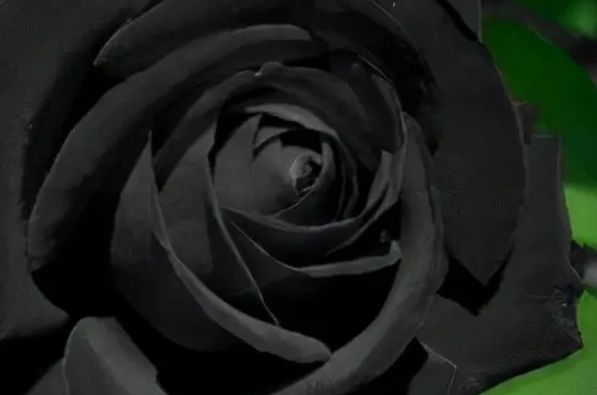 为什么黑色的花很少见(为什么黑色的花很少见)