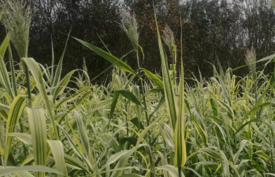 芦竹叶子包粽子有毒吗(芦竹叶可以包粽子吗有毒吗)