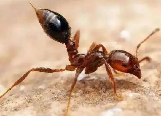 世界上十大最强的蚂蚁排名(什么蚂蚁最厉害一咬人就死)