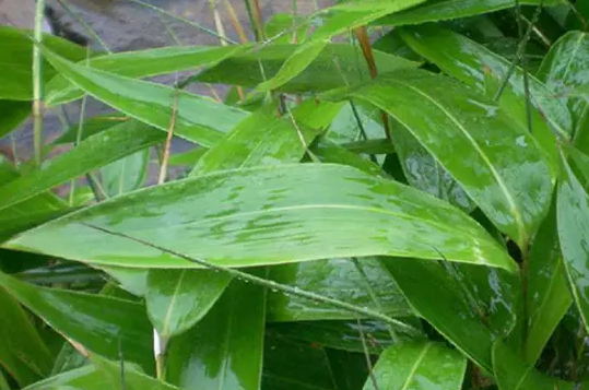 新鲜芦苇叶怎么保存到一年(新鲜芦苇叶怎么长期保存)